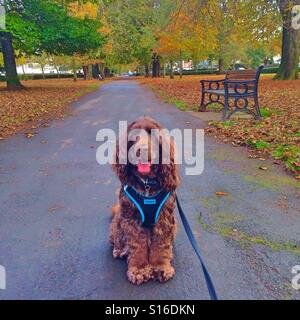 Herbst-Spaziergang im park Stockfoto