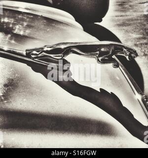 Jaguar Kühlerfigur Stockfoto