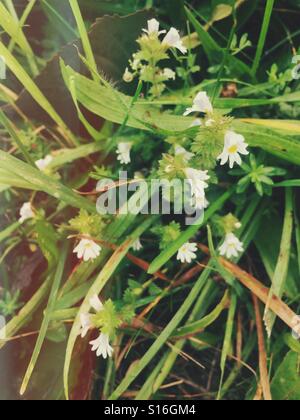 Blume Augentrost (Euphrasia Rostkoviana) Stockfoto