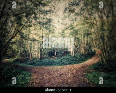 Gabel in der Straße auf einen Wald Waldweg. Stockfoto