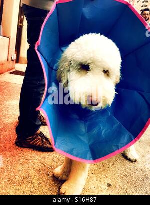 Flauschige weiße Hund in schützende Erholung Kragen, dass niemand durch Eigentümer, NYC, USA Stockfoto