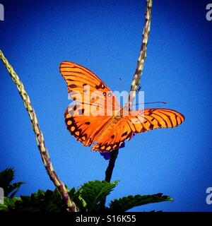 Ein Schmetterling sitzt auf einer Anlage in Merida, Yucatan, Mexiko Stockfoto