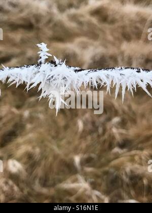 Raureif auf Stacheldraht. Stockfoto