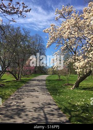 Frühlingsspaziergang durch den Highland Park in Rochester, New York Stockfoto