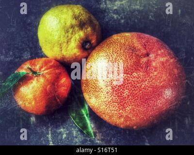 Sortiment von Zitrusfrüchten, Clementine Orange, Zitrone und Ruby grapefruit Stockfoto