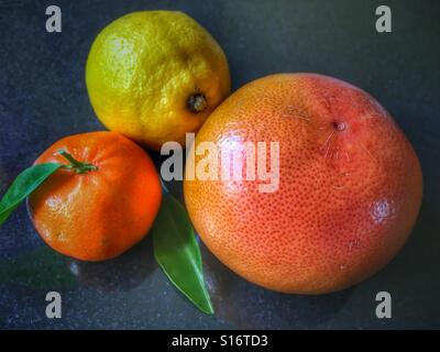 Clementine Orange, Zitrone und Ruby grapefruit Stockfoto