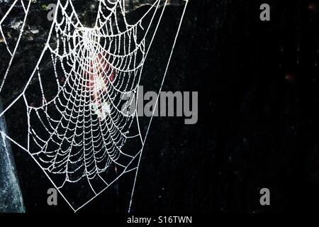 Spinnen-Web auf einem schwarzen Hintergrund an einem frostigen kalten Morgen eingefroren. Stockfoto
