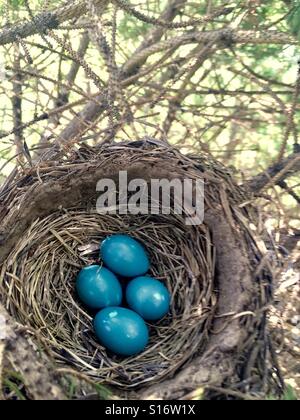 Robin Eiern im nest Stockfoto