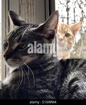 Außen orange (oder Ingwer) Kupfer-eyed Tabby Katze peering Fenster bei indoor Tabby cat Stockfoto