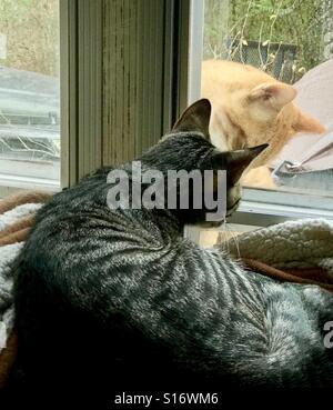 Außen orange (oder Ingwer) Tabby Katze peering Fenster bei indoor Tabby Katze, die ihn an peering ist Stockfoto