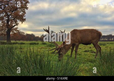 Hirsch im park Stockfoto