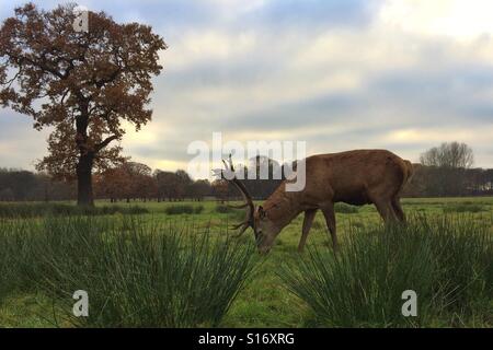 Hirsch Stockfoto