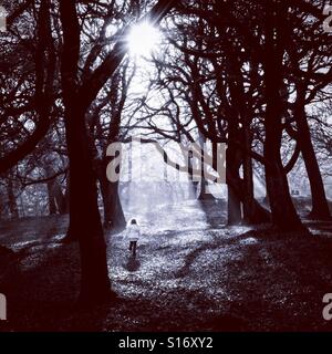 Kind im Wald, Judy Woods, Bradford, West Yorkshire. Stockfoto