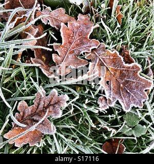 Eichenlaub bedeckt in Frost, Hampshire, England, Vereinigtes Königreich. Stockfoto
