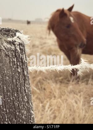 Raureif auf einen Stacheldrahtzaun umgeben eine Pferdeweide. Stockfoto