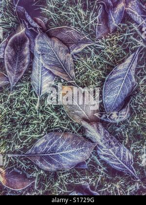 Muster in der Natur - trockene frostigen Blätter auf einem Frost-Rasen Stockfoto