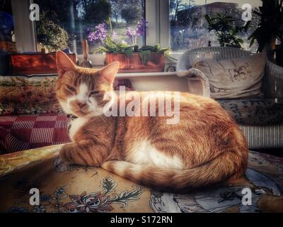 Ingwer-Katze sitzt auf einem Tisch in der Sonne Stockfoto