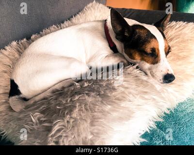 Nahaufnahme eines kleinen Jack Russell Terrier Hundes, der auf einem weißen, flauschigen Kissen schläft Stockfoto