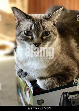 Porträt von schöne blauäugige Siam Schneeschuh Katze sitzend oder liegend in einer entspannten position Stockfoto