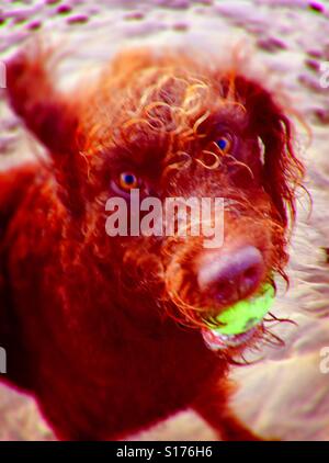 Holen!!! Hund am Strand mit Ball. Stockfoto