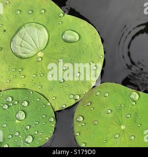 Wassertropfen auf Lotusblättern Stockfoto