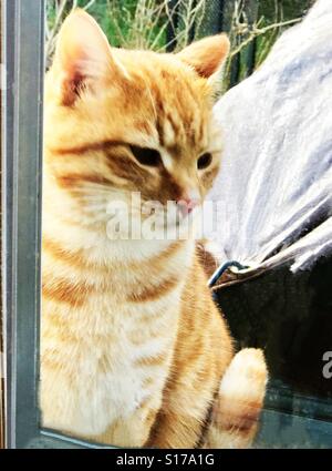 Orange oder Ingwer Tabby Kater sitzen im Freien und im inneren Fenster 12/17/16...update peering: böse bedeuten folgend-Tür-Nachbar mein kleines Punkin ermordet, lockte ihn in eine Falle mit Thunfisch Stockfoto