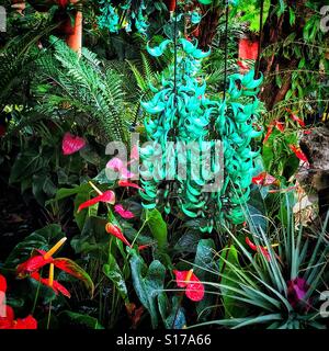 Hängende jade Rebe, stiehlt das Rampenlicht in diesem schönen Teil des Botanischen Gartens in Puerto Vallarta. Stockfoto