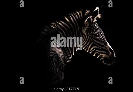 Ein Zebra ist in Theaterwissenschaft Licht gesehen. Isoliert. Stockfoto