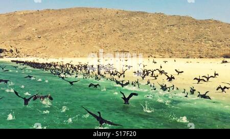 Wilden Strand in Musandam, Oman Stockfoto