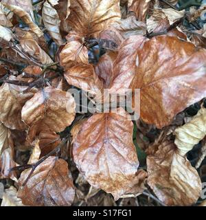 Buche lässt auf eine Buche-Hecke im Dezember Stockfoto