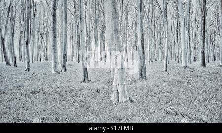 A high key landscape view of an English Woodland scene in Springtime. Has it been snowing? Photo Credit - © COLIN HOSKINS. Stockfoto