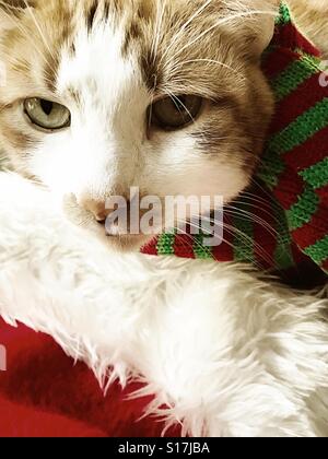 Katze tragen Schalldämpfer mit Weihnachtsmütze Stockfoto