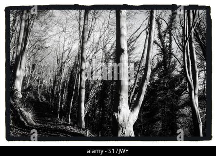 Monochromes Bild Buche Bäume in einem Wald mit Fußweg Stockfoto