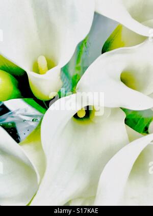 Calla-Lilien Stockfoto