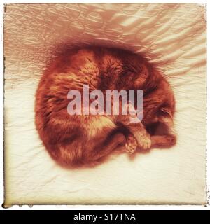 Ingwer Katze zusammengerollt schlafend auf einem Bett Stockfoto