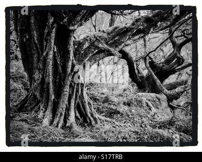Monochromes Bild von alten Bäumen in einem Wald mit knorrigen Ästen Stockfoto