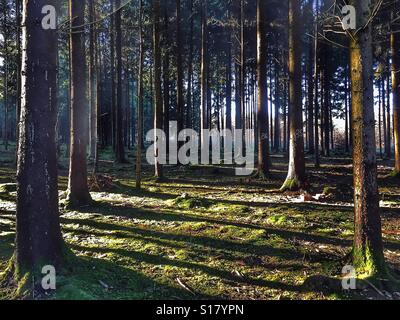 Bäume in einem Wald an einem sonnigen Wintertag Stockfoto