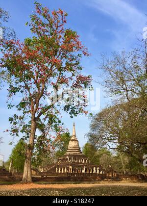 Eine rote Blüte Korallenbaum neben dem Tempel Wat Chang Lom in Si Satchanalai Geschichtspark Sukhothai Provinz, Thailand Stockfoto