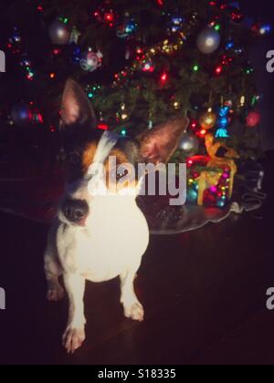 Kleiner Hund sitzt vor Weihnachtsbaum Blick in die Kamera. Stockfoto