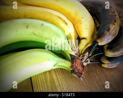 Nahaufnahme von Bananenstauden in verschiedenen Stadien der Reifung auf eine Holzoberfläche. Stockfoto