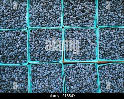 Wilden Maine Heidelbeeren Stockfoto