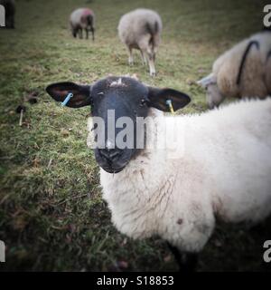 Schwarze konfrontiert Schafe im Winter Königreich Stockfoto