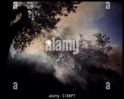Brennende Olivenzweige während der saisonalen Beschneidung der Olivenbäume, Katalonien, Spanien. Stockfoto