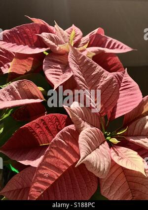 Rosa Weihnachten Weihnachtssterne blühen in der Morgensonne, Euphorbia pulcherrima Stockfoto