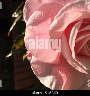Wassertropfen auf einer rose Stockfoto