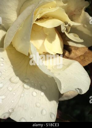 Wasser auf weiße rose Stockfoto