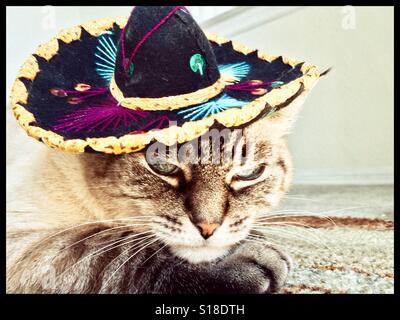 Katze einen Sombrero tragen Sie während der Einnahme einer siesta Stockfoto