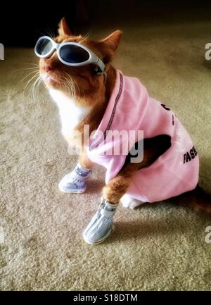 Coole Katze verkleidet mit Sonnenbrille, Stiefel und rosa hoodie Stockfoto