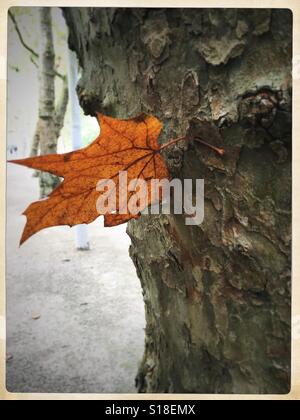 Braun Blatt gefangen in der Rinde eines Baumes. Vondelpark, Amsterdam. Stockfoto