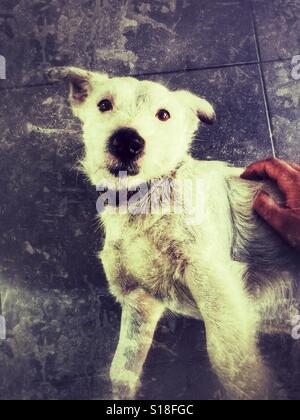 Jack Russell Terrier Stockfoto